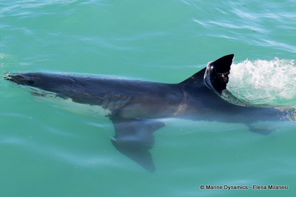 Great White shark, South Africa