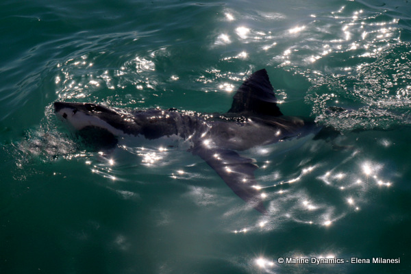 Great white shark, South Africa