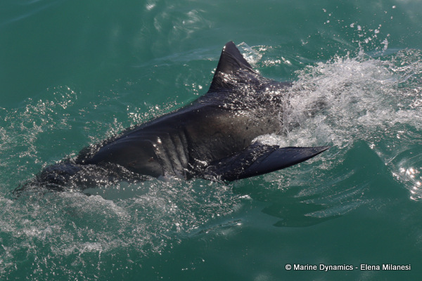 Great White shark, South Africa
