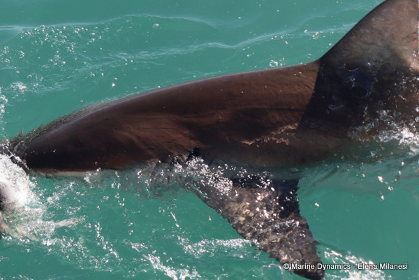 Bronze whaler shark, South Africa