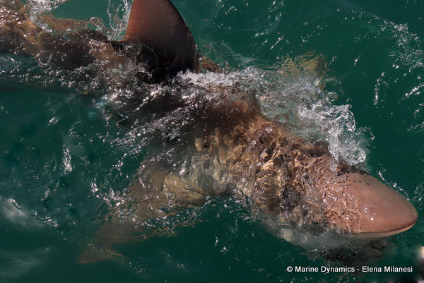 Bronze whaler shark, South Africa