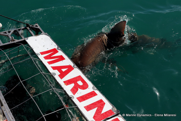 Bronze whaler shark, South Africa