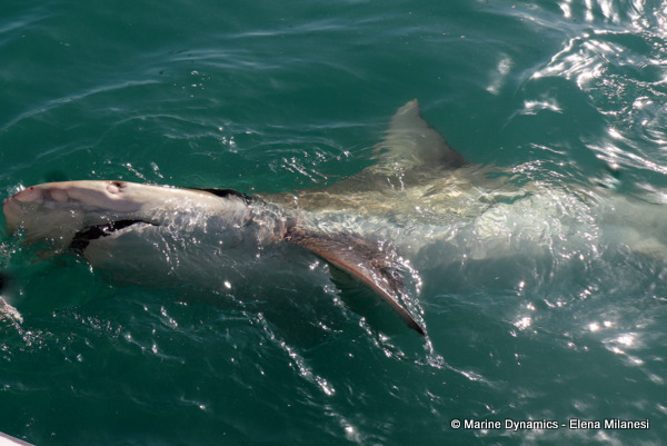 Bronze whaler shark, South Africa