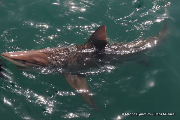 Bronze whaler shark, South Africa