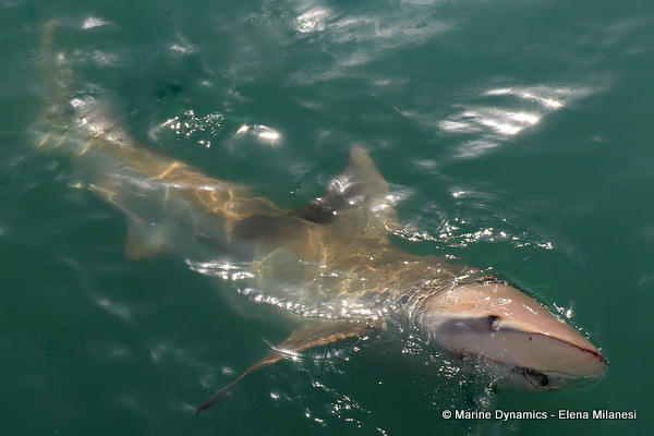 Bronze whaler shark, South Africa