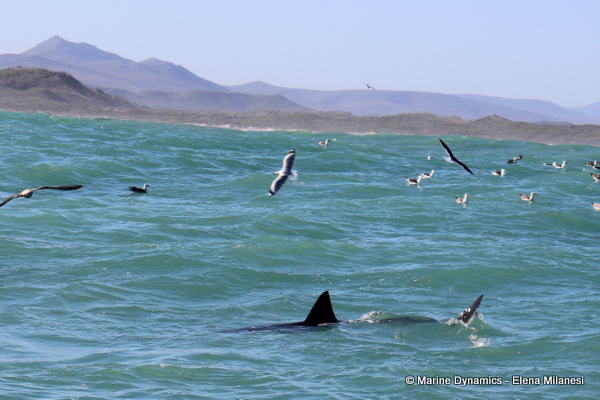 Great White shark, South Africa
