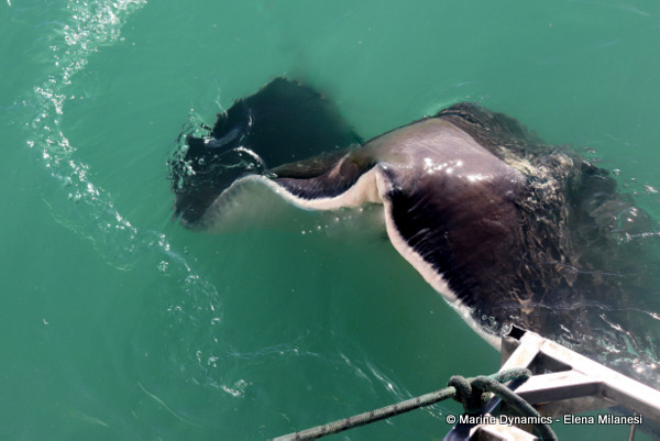 Short-tail stingray, South Africa