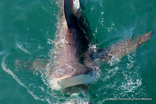 Bronze whaler shark, South Africa