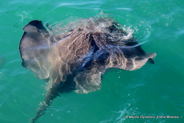 Short-tail stingray, South Africa