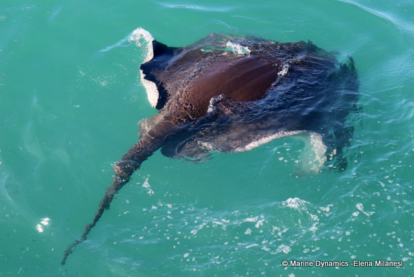 Short-tail stingray, South Africa