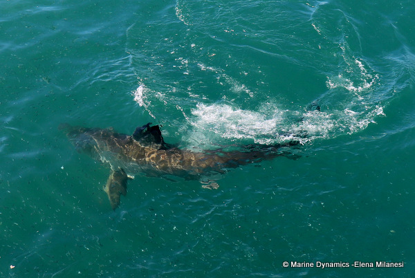 Great white shark, South Africa