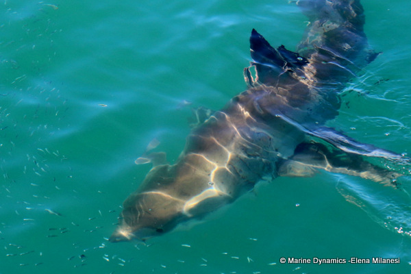 Great white shark, South Africa