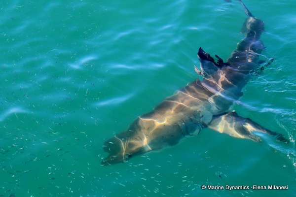 Great white shark, South Africa