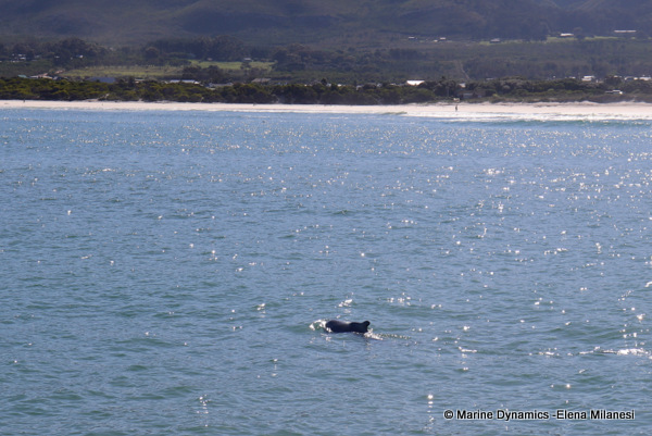 Humpback dolphin, South Africa