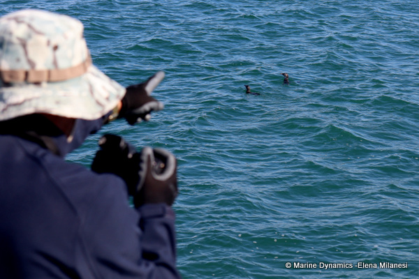 African penguins, South Africa