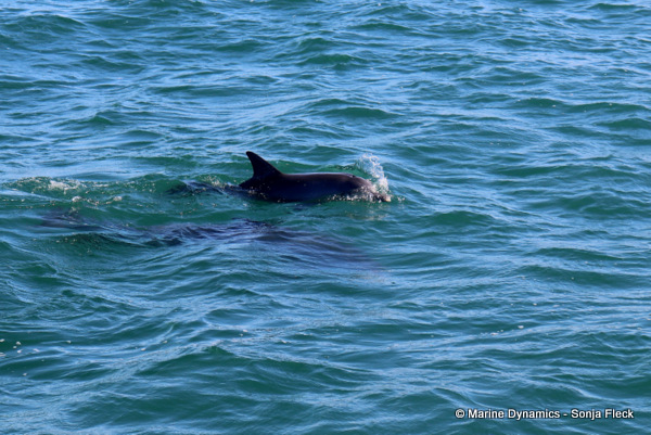 Bottlenose dolphins, South Africa