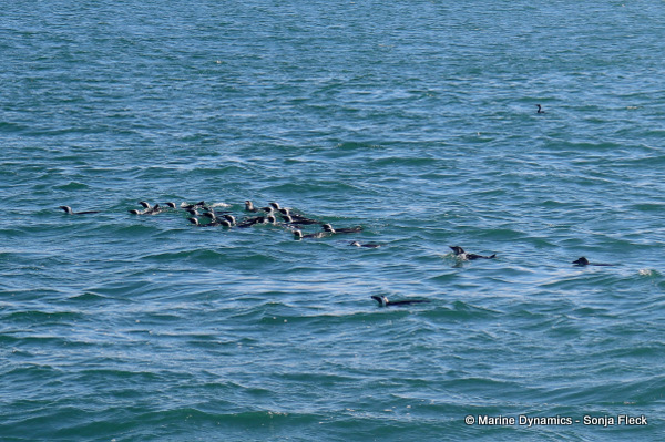 African Penguins, South Africa