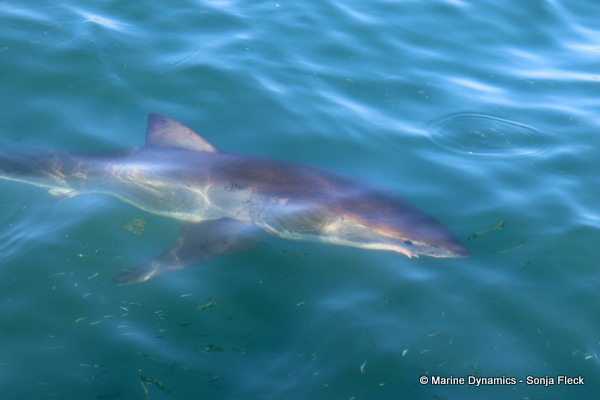 Great white shark, South Africa