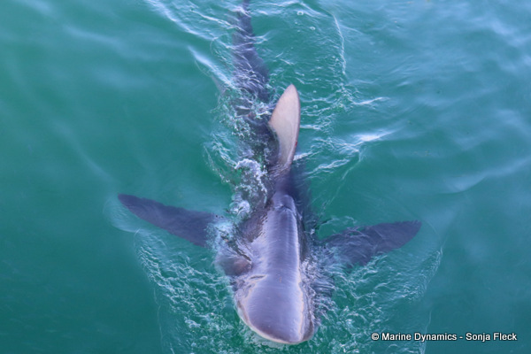 Bronze whaler shark, South Africa