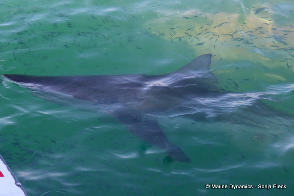 Bronze whaler shark, South Africa