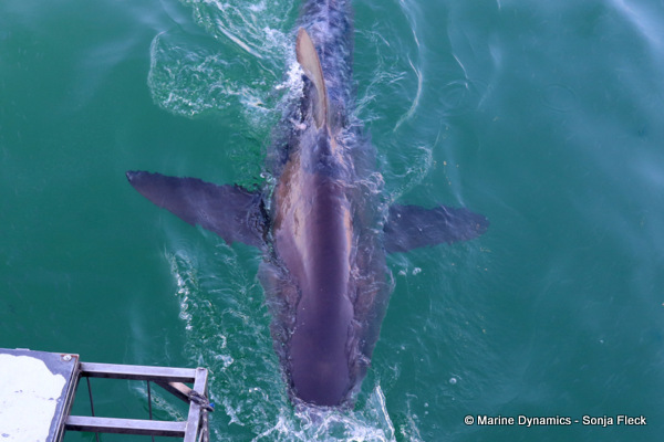 Bronze whaler shark, South Africa