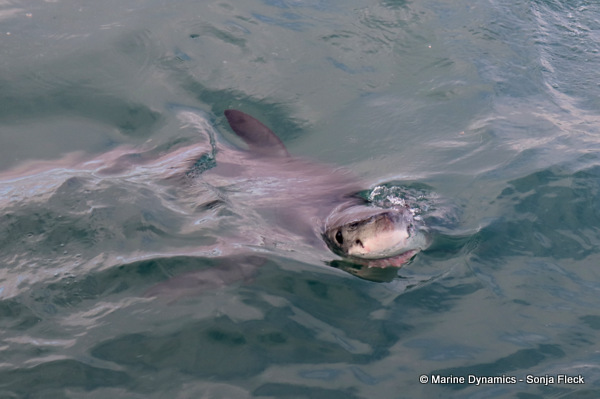 Great white shark, South Africa