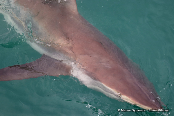 Bronze Whaler shark, South Africa