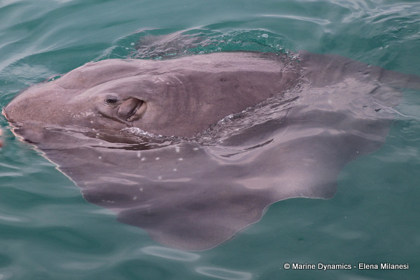 Short-tail stingray, South Africa