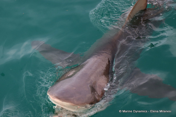 Bronze Whaler shark, South Africa
