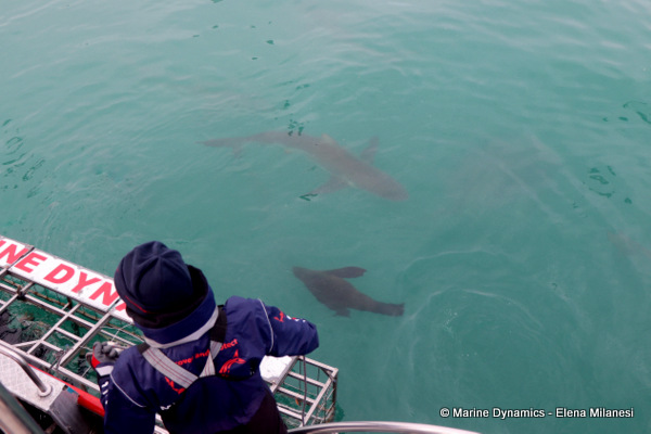 Shark Cage Diving, South Africa