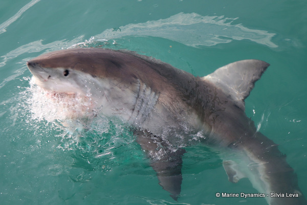 Great White shark, South Africa