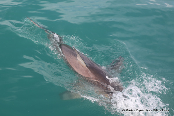 Bronze whaler shark, South Africa