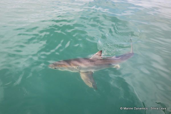 Great White shark, South Africa