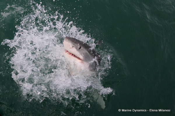 Great White Shark, South Africa