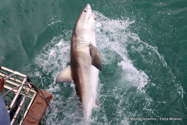 Great White shark, South Africa