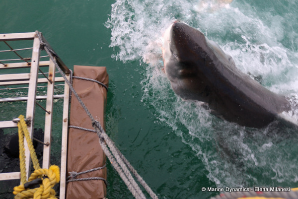Great White Shark, South Africa