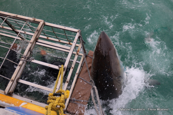Great White Shark, South Africa
