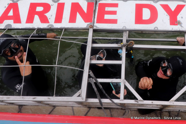 shark cage diving, South Africa