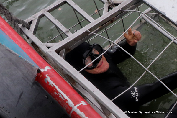 shark cage diving, South Africa