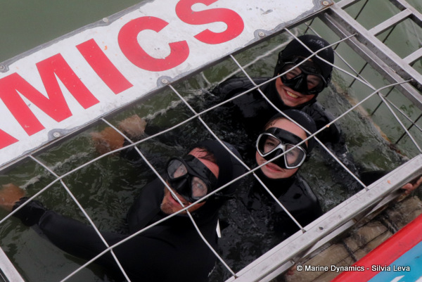 shark cage diving, South Africa