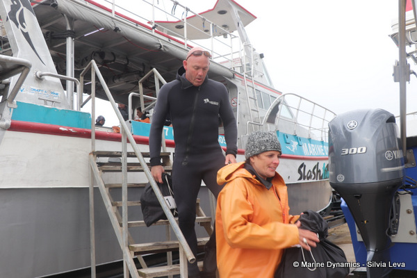 shark cage diving, South Africa