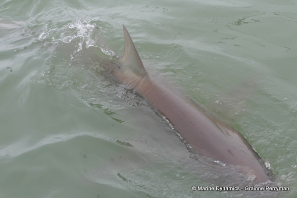 Bronze whaler shark, South Africa