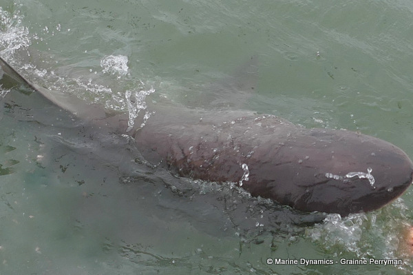 Bronze whaler shark, South Africa