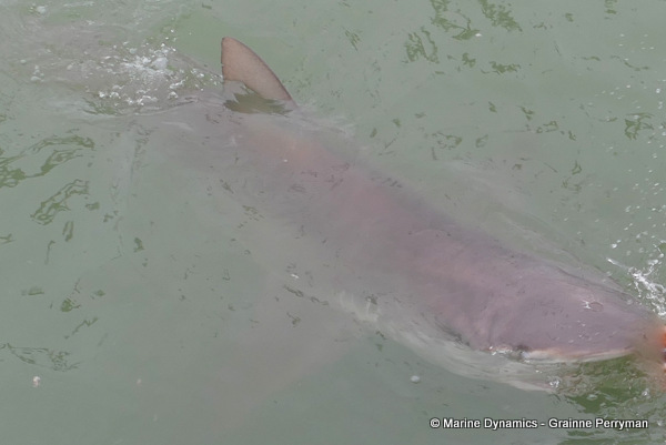 Bronze whaler shark, South Africa