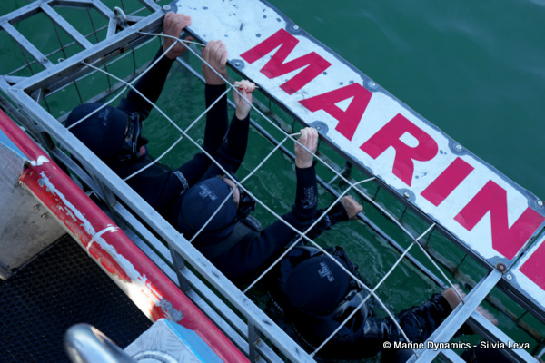shark cage diving, South Africa
