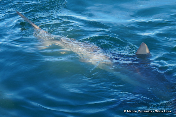 Bronze Whaler shark, South Africa