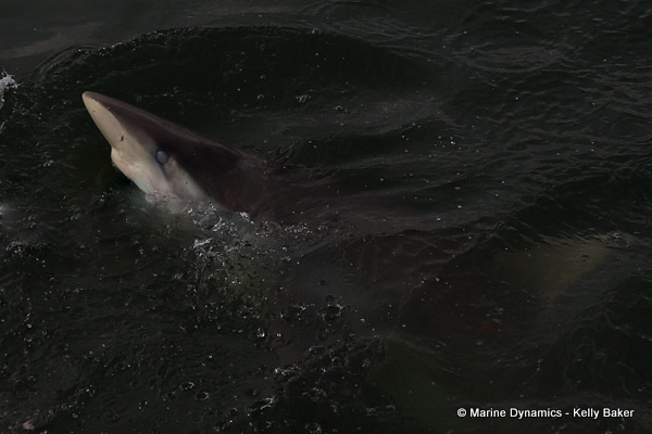 Bronze whaler shark, South Africa