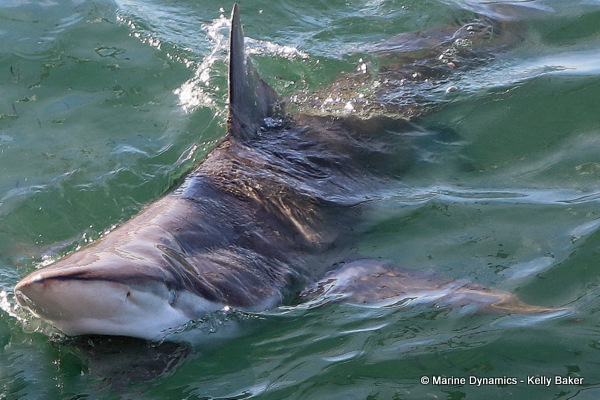 Bronze whaler shark, South Africa