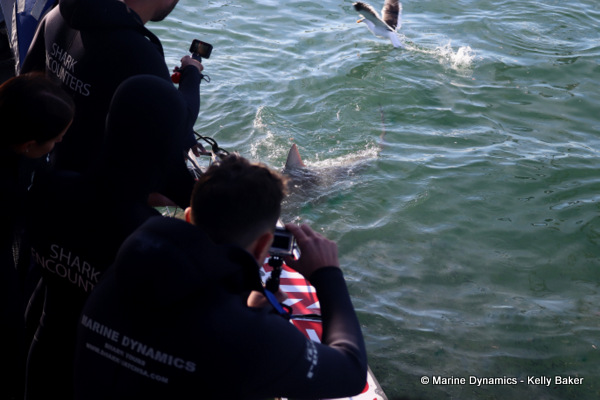 Bronze whaler shark, South Africa