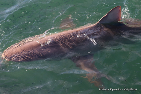 Bronze whaler shark, South Africa